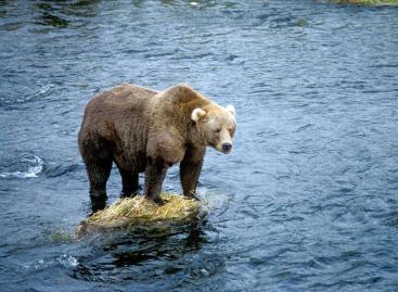 David Thomas